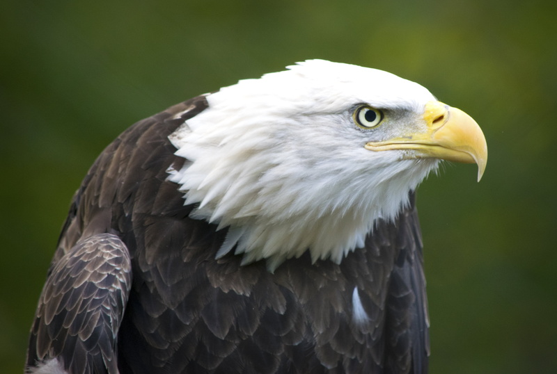 photography, bird, selective focus, eagle, beak, nature, II, american, majestic, American Bald eagle, animals In The Wild, focus, bald, alex  day, alexander