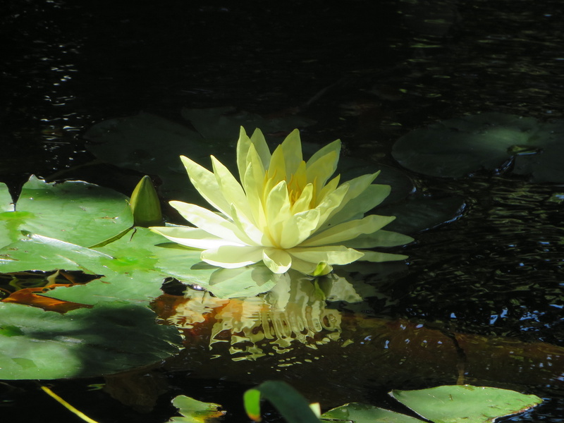 nenufar, naturaleza, flor, 4K