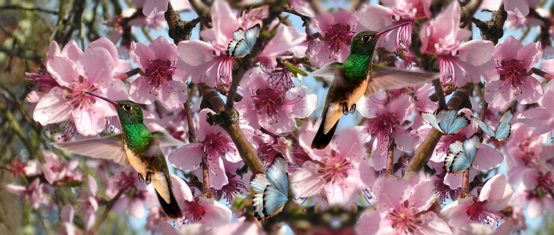 outdoors, beauty in nature, close-up, cherry blossom, tree, springtime, flower head, nature, fragility, pollen, flowers, bird, beija flor, petal, flower