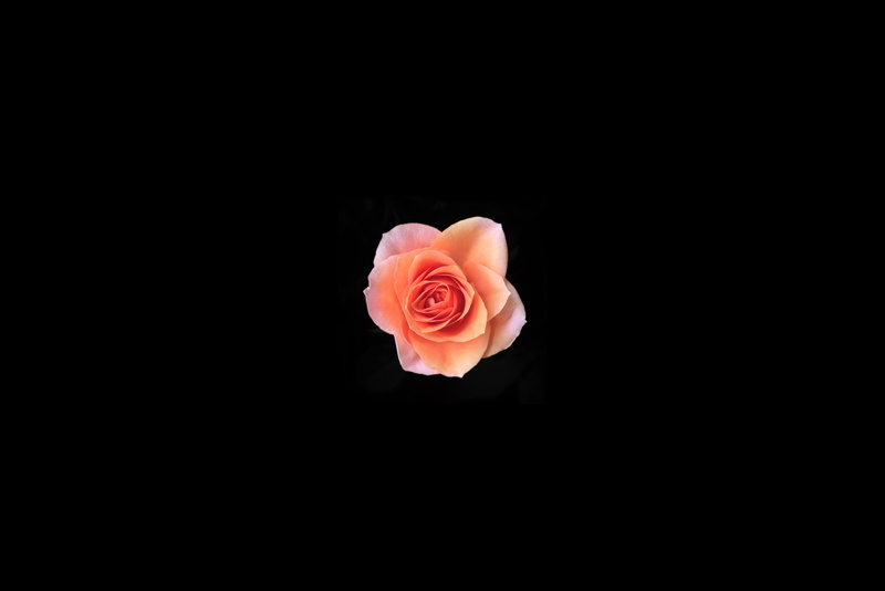 plant, black, flower Head, rose - Flower, nature, beauty In Nature, flower, pink, 8K, studio, blossom, macro, backgrounds, no People, isolated, layer
