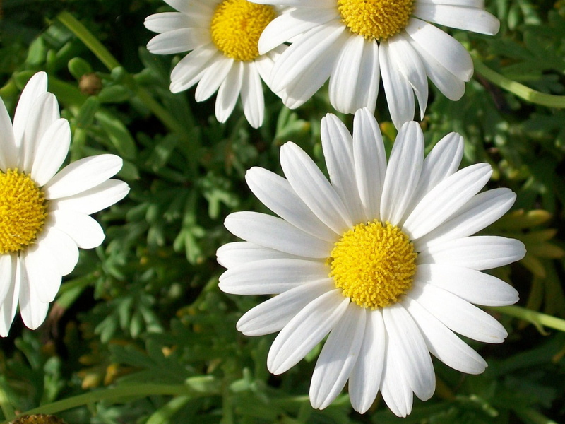 Flower, 720P, yellow, stamen, Estrellas, jardin, green Color, Daisy, nature, Eze  France, Provence, Flickr, exotique, white, petal, Daisies, Kodak  Easyshare