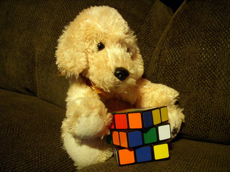 720P, no people, Rubiks, toy, Stuffed, canine, domestic animals, cube, poodle, animals, animal, animal themes, indoors, portrait, one animal, domestic