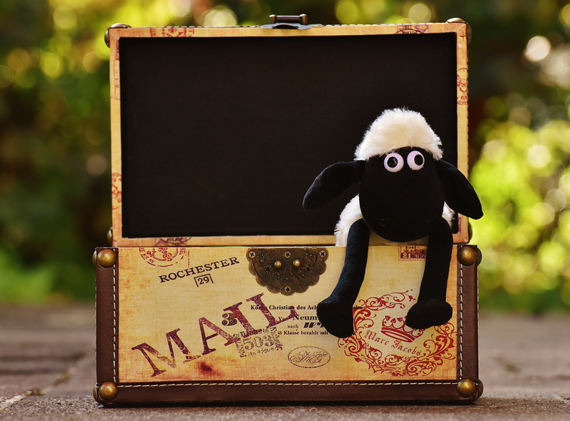 sheep, cute, close-up, stuffed toy, mammal, focus on foreground, sweet, animal themes, soft toy, stuffed animal, toy, human representation, panda - animal