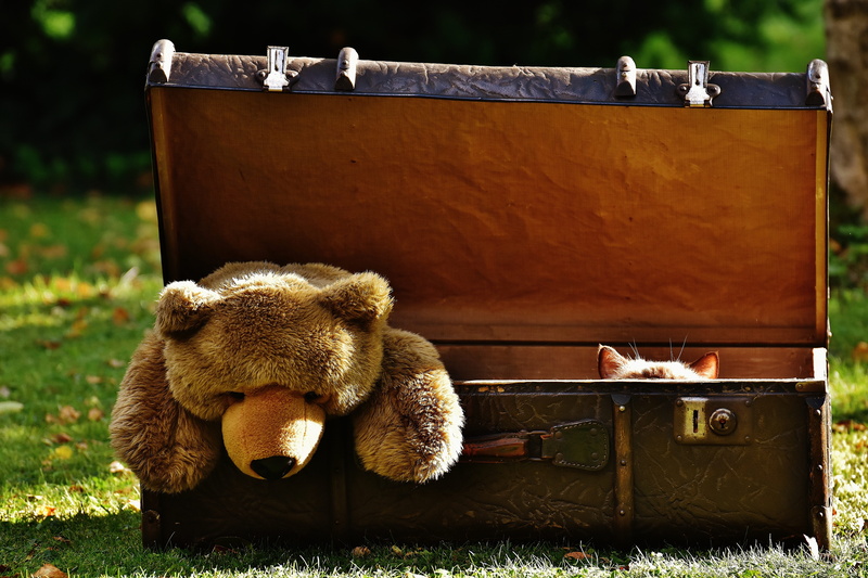 teddy bear, container, stuffed animal, plant, laundry, luggage, focus on foreground, mammal, brown, box, plush, antique, wood - material, curious, cat