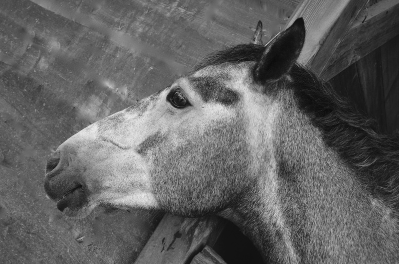 livestock, animal, domestic animals, horse, looking, soft, domestic, breeding, domestic animal, animal body part, outdoors, look, ears, eye, no people