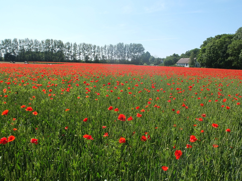 tranquil scene, plant, springtime, sky, flower head, field, poppies, sweden, vulnerability, 4K, environment, beauty in nature, skåne, freshness, poppy