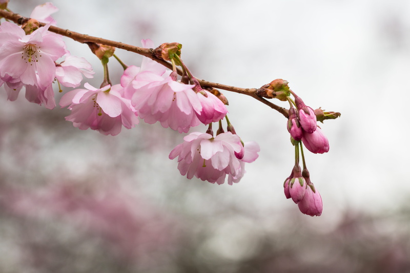 vår, tree, shallow, flower Head, freshness, season, plant, focus, spring, photography, springtime, Pink blossom, cherry, nature, 5K, petal, blossom, close-up