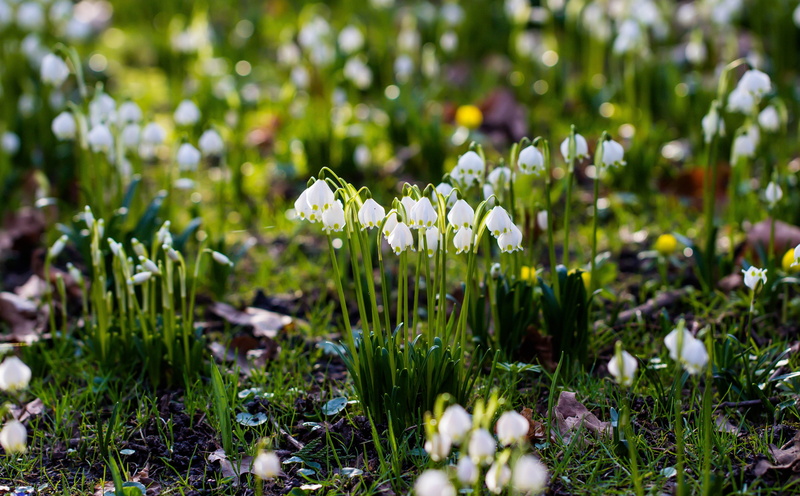no people, Seasons, white color, land, white, day, close-up, growth, plant, 5K, fragility, alnarp, Spring, vulnerability, field, selective focus, green color