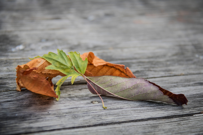 canon, green leaves, 760d, state, s18, green, model, focal_length, mm, leaves, backgrounds, lens, höst, dry, canon eos, brown, ƒ / 5, photography, leaf