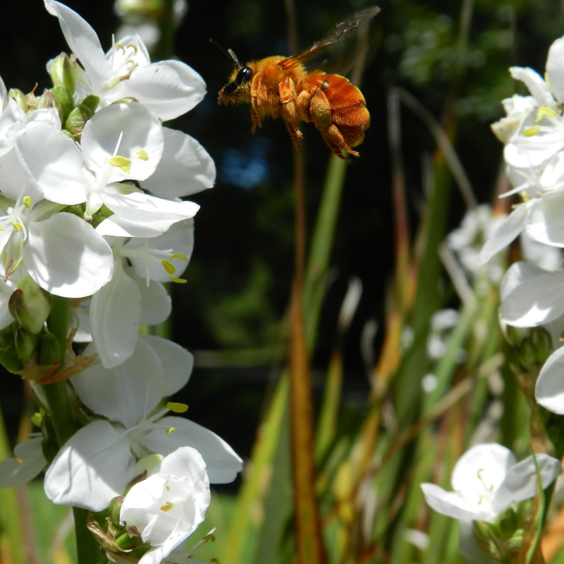 white, golden, blom, invertebrate, close-up, 2K, garden, flor, no people, pollen, animal wildlife, freshness, petal, fragility, flora, buzz, white color