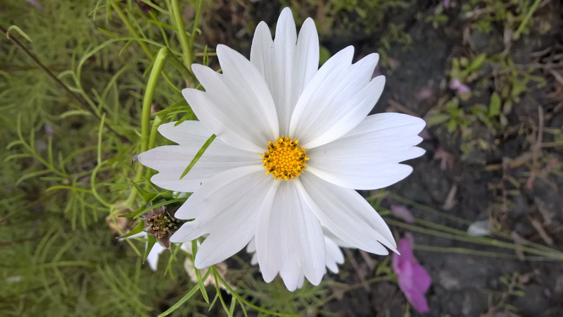 inflorescence, botany, focus on foreground, flower, cosmos, vulnerability, fragility, close, petal, pollen, flowering plant, close-up, photo, blom, freshness