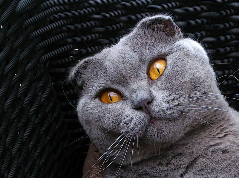 cat kitten, cute animals, close-up, cat, yellow eyes, gray, animal head, feline, animal, richard blom, mammal, one animal, portrait, looking at camera