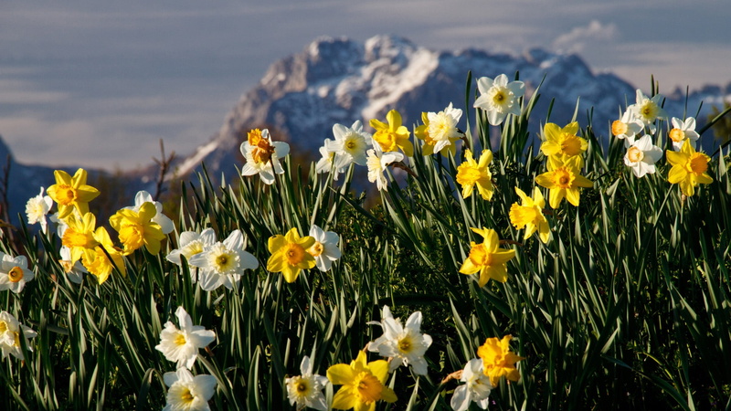 plant, outdoors, petal, daffodils, fragility, close-up, flower, nature, springtime, growth, white, focus on foreground, flower head, 1080P, flowering plant