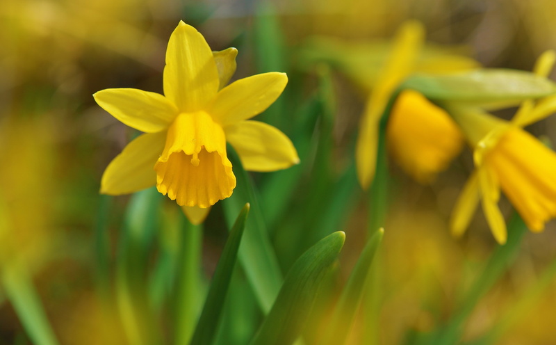 wild, focus on foreground, green color, flower head, gardening, Outdoors, petal, incomplete, Daffodils, Growth, Nature, Garden, springflowers, 5K, Macro