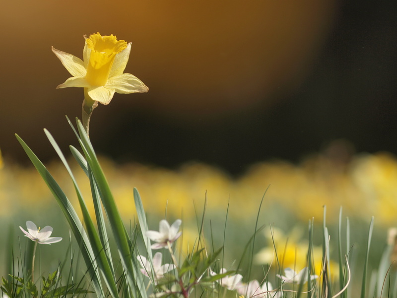 outdoors, daffodils meadow, shallow, petal, land, macro, narcissus, spring, close-up, plant, blade of grass, flowering plant, nature, focus, flower, freshness