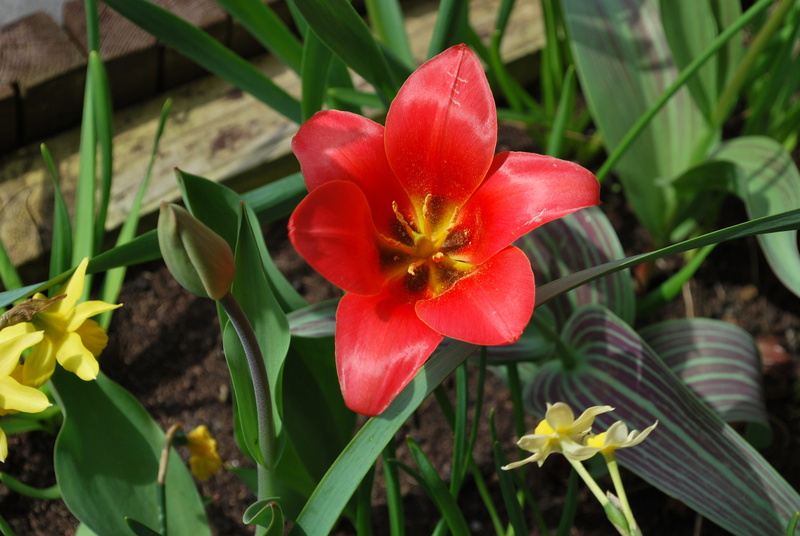 nature, freshness, daffodil, outdoors, garden, inflorescence, pollen, fragility, petal, season, lily, red, flower, no people, natural, botany, beauty in nature