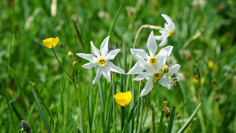 white color, growth, switzerland, close-up, spring, flower, freshness, yellow, daffodil, petal, no people, flower head, in the green, high grass, daffodils