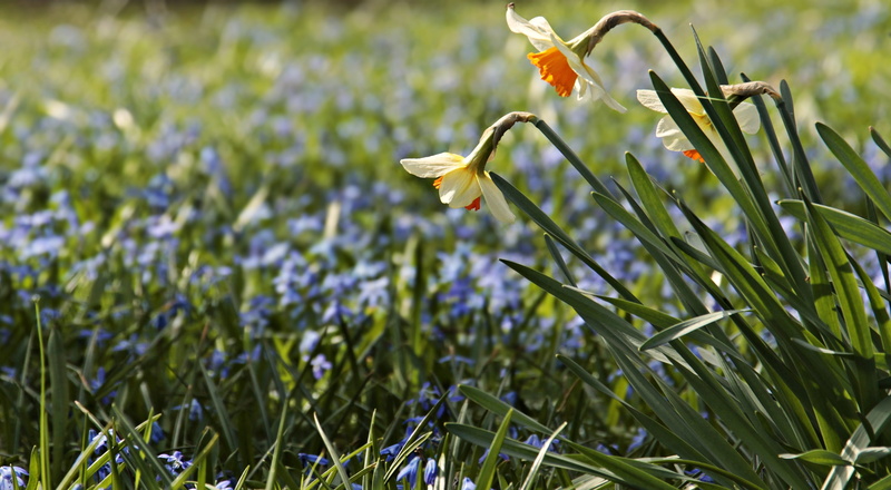 bluebell, flower head, wild plant, outdoors, spring awakening, blossom, blue, wild flowers, nature, osterglocken, petal, springtime, day, white, fragility