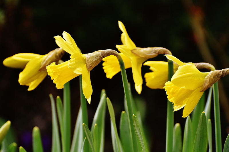 5K, close-up, vulnerability, animal themes, petal, no people, blossom, spring flowers, daffodils, animal wildlife, osterglocken, green color, day, garden