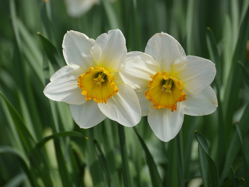 wild daffodil, pollen, freshness, spring, focus on foreground, growth, yellow, 1080P, daytime, no people, blossom, easter, inflorescence, vulnerability