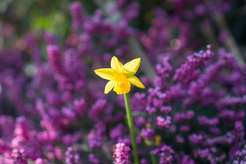 flower head, freshness, vulnerability, focus on foreground, spring, yellow, ornamental garden, day, petal, flowerbed, flowers, fragility, plant, growth