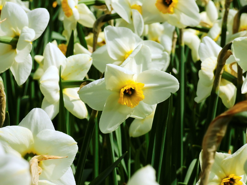 animal themes, petal, pollen, growth, freshness, bloom, animal, inflorescence, fragility, vulnerability, Spring, invertebrate, flowering plant, animals in the wild