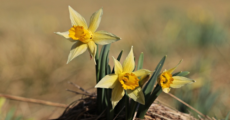vulnerability, animal wildlife, 5K, yellow flowers, no people, yellow, flowers, spring, day, pollination, end of winter, springtime, flowering plant, plant