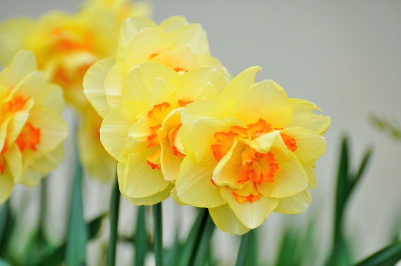 spring flowers, yellow flower, freshness, day, flowers, focus on foreground, flower head, selective focus, flower, garden, outdoors, fragility, close-up