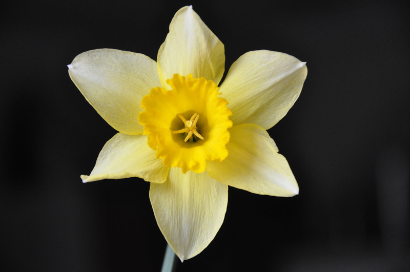 freshness, no people, fragility, plant, 4K, wild, beige, vulnerability, flower head, close-up, yellow, beauty in nature, flowering plant, daffodil, petal