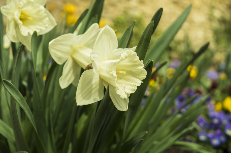 purple, flower arrangement, daffodils, daffodil field, macro, close-up, color, spring flowers, plant, petals, stamen daffodil, flowering plant, pollen