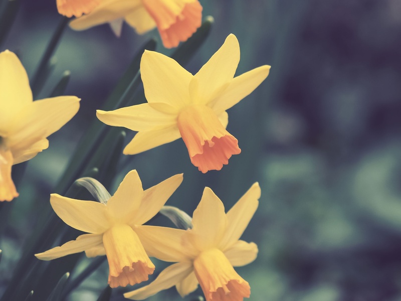 daffodils, growth, nature, 2K, petal, flower head, day, yellow, fragility, garden, macro, beauty in nature, no people, close-up, yellow flowers, vulnerability
