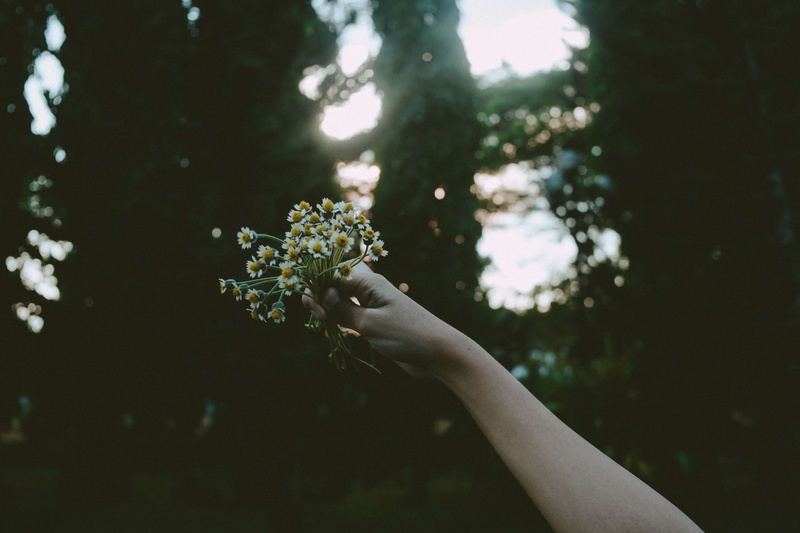 daffodils, close-up, 4K, flowers, growth, focus on foreground, hand, human hand, one person, body part, tree, human body part, nature, beauty in nature