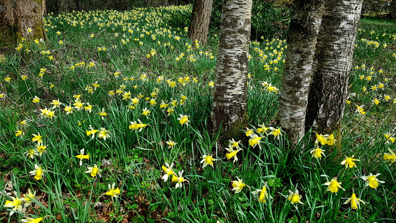 no people, daffodils, springtime, plant, freshness, landscape, natural spectacle, outdoors, beauty in nature, land, flower, growth, blütenmeer, tranquility