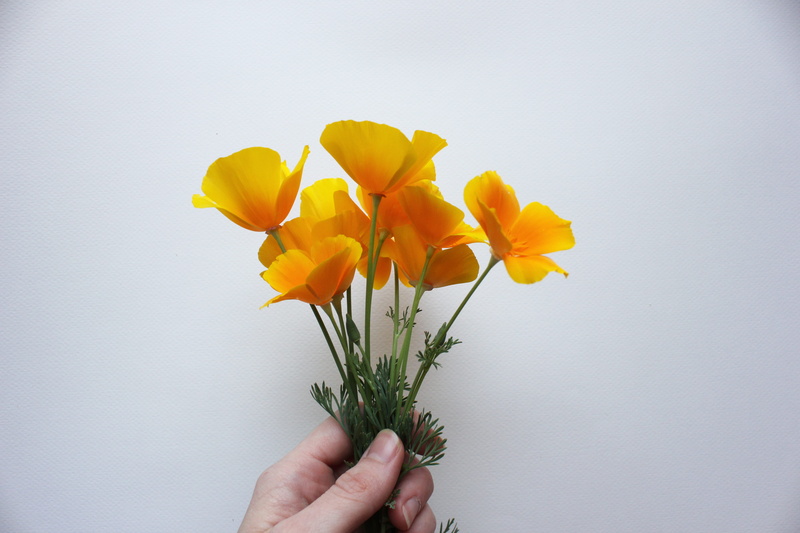 petal, plant, poppy, beauty in nature, Usa, hand, Poppy, freshness, flowering plant, natural, one person, close-up, Poppies, studio shot, flower arrangement