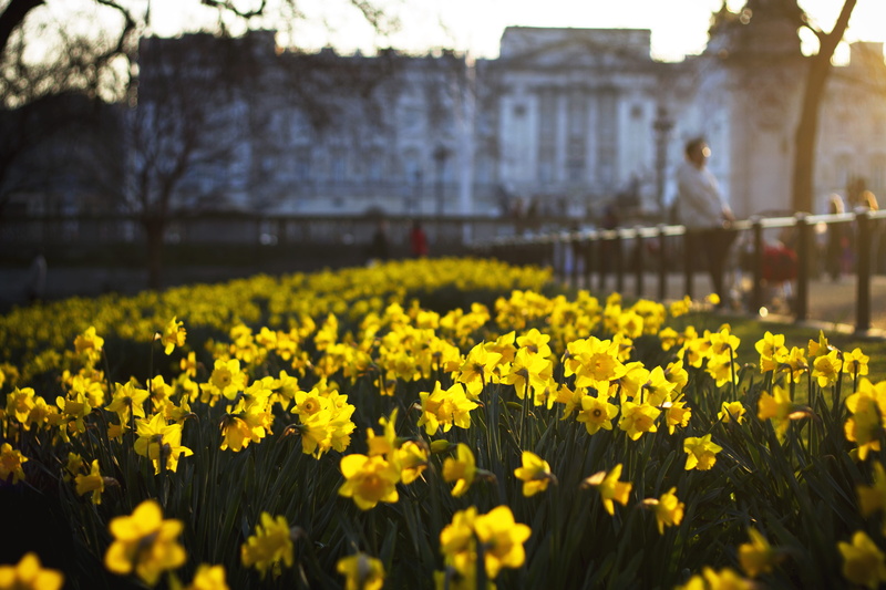 park, land, bed, flower, garden, freshness, near, beauty in nature, no People, photography, flowering plant, plant, Daffodil, architecture, 5K, wild, nature