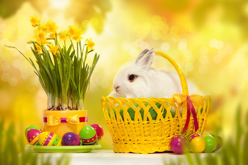 yellow, rabbit, easter cake, fluffy, mammal, animal, no people, basket, freshness, pets, Easter, backgrounds, cultures, flowering plant, young Animal, multi Colored