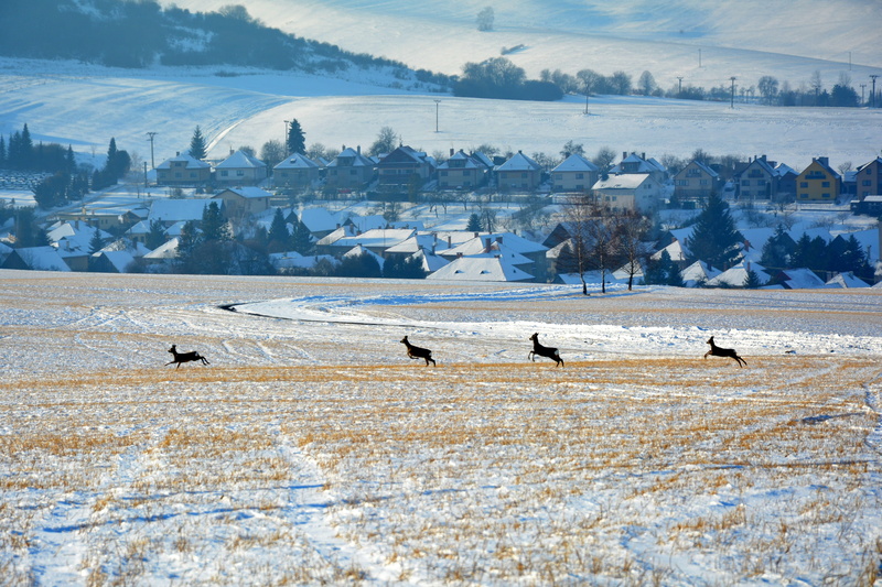 animal, cold temperature, bird, beauty in nature, icing, herbivorous, slovakia, winter, no people, animal themes, environment, animals, the fog, outdoors
