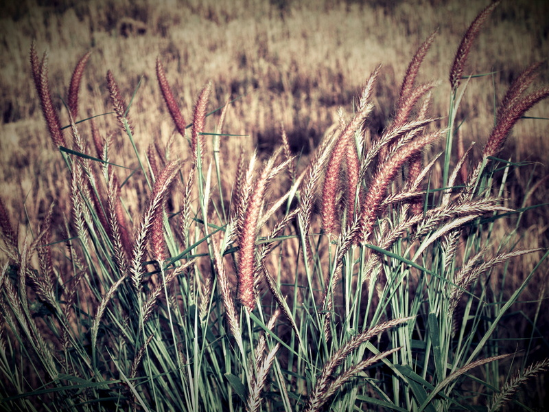 images, crop, rural scene, autumn, shallow, concept, country, natue, flora, tranquil, fall, landscape, plant, daytime, tranquility, grass, sunlight, stalk