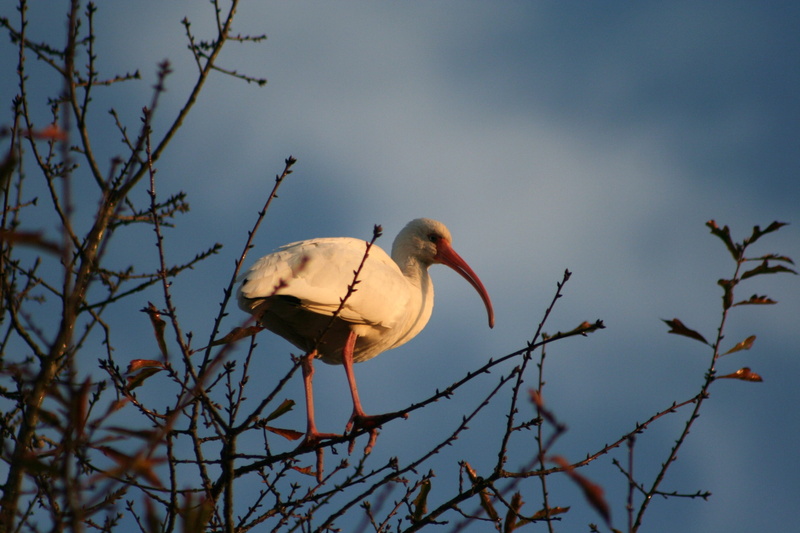 tree, low angle view, animals in the wild, perching, outdoors, coastal birds, sky, one animal, bird, ibis, no people, animal, animal wildlife, 2K, stork