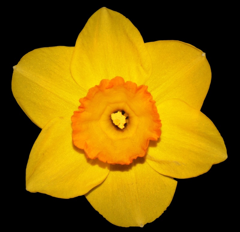 spring, freshness, 1080P, vulnerability, plant, nature, narcis, petal, beauty in nature, fragility, black background, growth, pollen, close-up, indoors