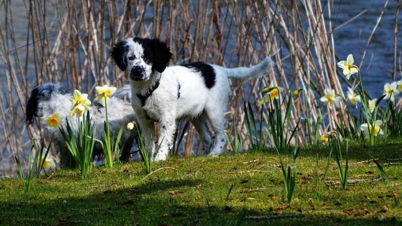 canine, one animal, plant, field, Narcis, day, flowering plant, domestic animals, no people, grass, frisian stabij, Dog, mammal, 2K, flower, Cute, vertebrate