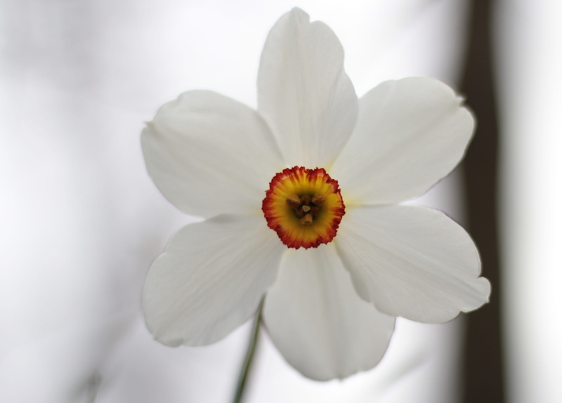 no people, flower, flowering plant, petal, close-up, pestle, flower head, narcis, outdoors, growth, petals, day, crown, narcissist, vulnerability, plant