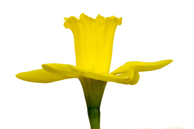 spring, indoors, yellow, healthy eating, flower, 5K, splashing, wellbeing, narcis, close-up, studio shot, green color, single object, nature, bloom, no people