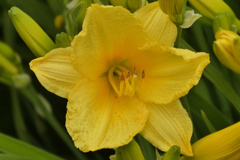 seasonal, freshness, day, focus on foreground, outdoors, vulnerability, beauty in nature, flower, vegetable, botany, growth, 2K, voorjaarsbloem, narcissist