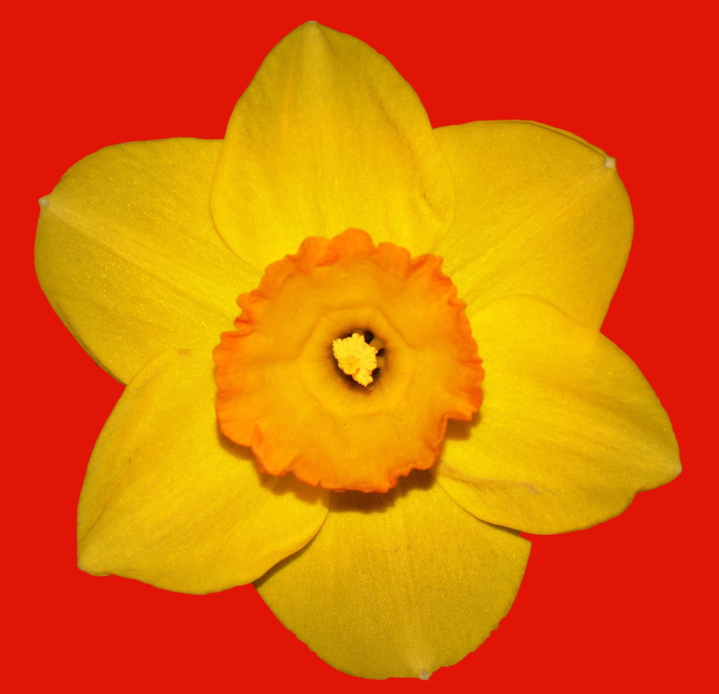 close-up, flower head, flowering plant, no people, Yellow, plant, 1080P, textured effect, inflorescence, red, multi colored, petal, Spring, red background