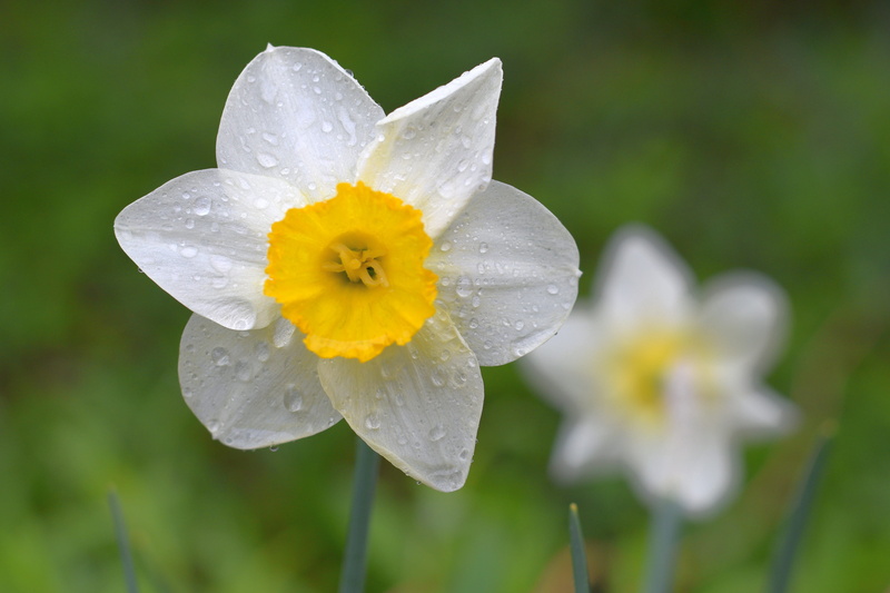 dew, daffodil, growth, beautiful, focus on foreground, no people, fragility, beauty in nature, geranium, narci, rainy season, raindrop, nature, blossom