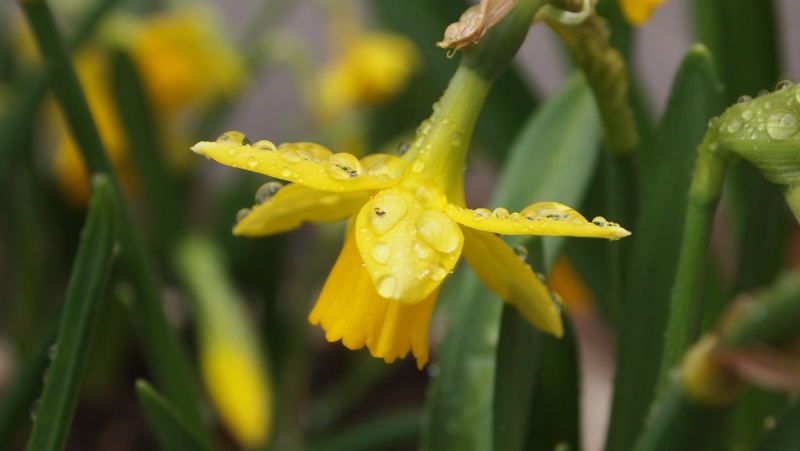 leaves, close-up, freshness, drop, pot plant, 4K, spring flower, curved, petal, nature, spring, fragility, dew, beauty in nature, hang, inflorescence