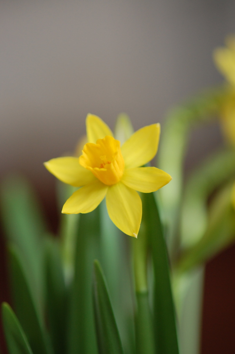 plant, close-up, nature, petal, growth, focus on foreground, flowering plant, spring, freshness, flower, vulnerability, flower head, daffodil, 2K, day