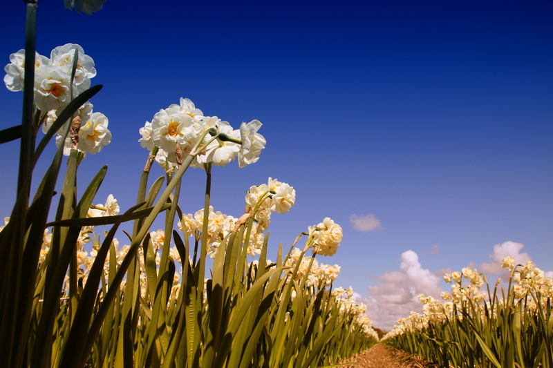 spring, freshness, 5K, blue, crop, field, plants, close-up, flowering plant, flower head, sky, no people, plant, agriculture, sunlight, narcis, bloom