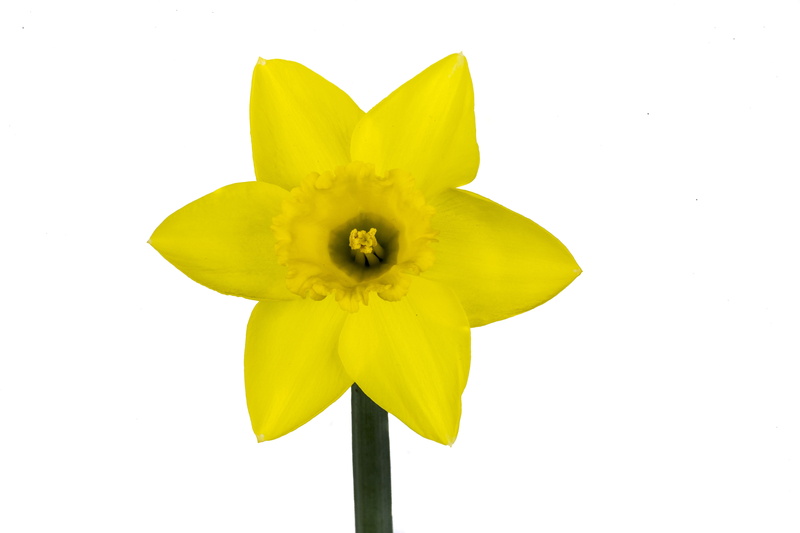 plant, growth, freshness, daffodil, flower, nature, fragility, close-up, petal, flowering plant, spring, studio shot, pollen, marco, yellow, narcis, bloom
